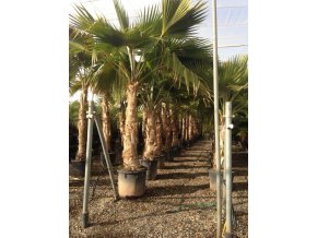 Pritchardia hillebrandii, palma, původ palmy Španělsko.