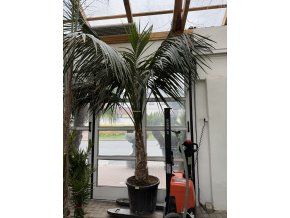 Howea Forsteriana 350 cm