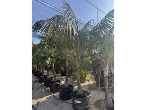 Howea Forsteriana 400 cm