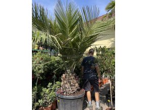 Jubaea chilensis, chilská palma 210 cm