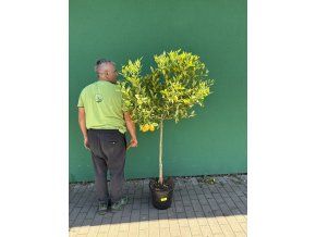 Citrus Limequat 170 cm