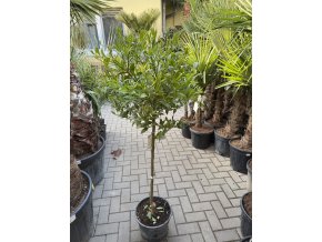 Citrus Limequat 160 cm