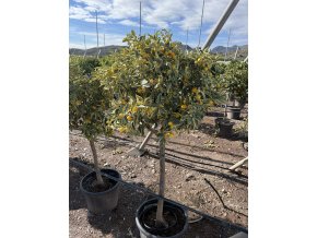 Citrus Kumquat Variegata 160 cm