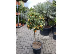 Citrus Kumquat 135 cm