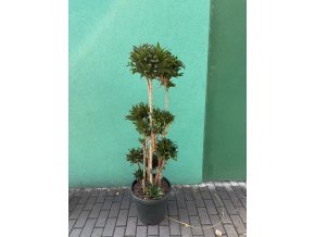 Dracaena Compacta 140 cm