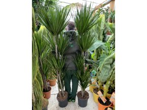 Dracaena marginata, dracena, původ rostliny Španělsko. 170 cm