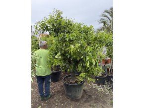 Citrus citrofortunella mitis 190-200 cm