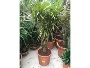 Dracaena marginata, dracena, původ rostliny Španělsko. 130 cm