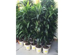 Dracaena Janet craig 170 cm