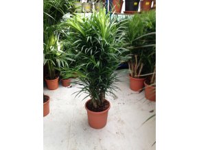 Dracaena Reflexa anita 1,6m