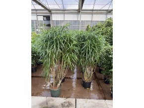 Dracaena Reflexa anita 160 cm