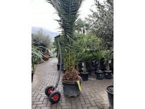 Phoenix canariensis, Datlová palma, 270 cm