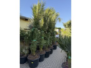 Phoenix canariensis, Datlová palma, 270 cm