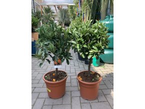 Citrus Kumquat 70 cm