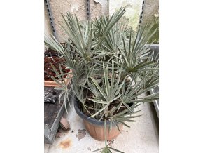 Trithrinax campestris 40 cm.