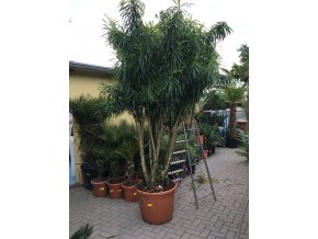 Dracaena Reflexa anita 4m