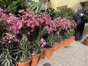 Nerium Oleander 100 cm