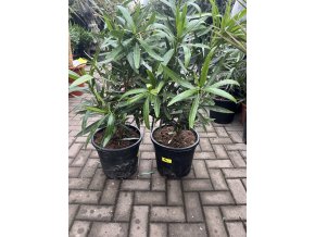 Nerium Oleander 80 cm
