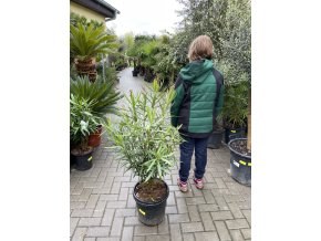 Nerium Oleander 100 cm