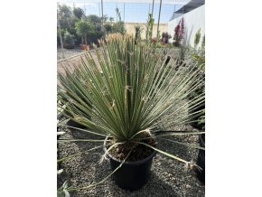 Dasylirium serratifolium 80 cm