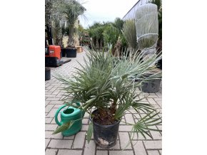 Chamaerops humilis Cerifera, Modrá trpasličí palma, 70 cm