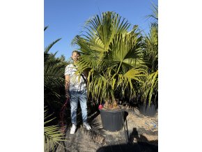 Livistona chinensis 200 cm