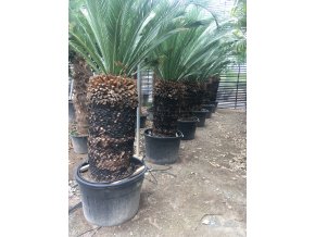 Macrozamia moorei 250 cm