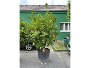 Citrus Kumquat strom