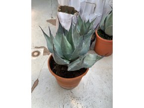 Agave parrasana -15C, průměr 25 cm