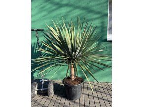 Dracaena draco 150 cm