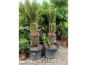 Cycas revoluta 180 cm