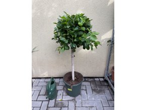 Ficus Moclame, stromek, 120 cm