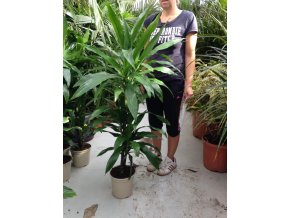 Dracaena Janet Lind, 130-140 cm