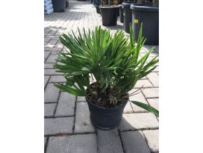 Chamaerops humilis vulcano  60 cm