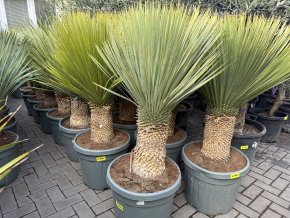Yucca Rostrata, Výška rostliny 110 cm.