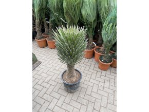 Yucca Filifera, 110 cm