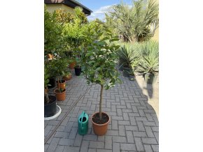 Citroník Lunario 150 cm +