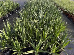 Dracaena draco 30 cm