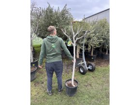 Ficus carica, fíkovník. 170 cm