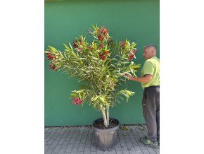 Nerium Oleander - Oleandr 180 cm