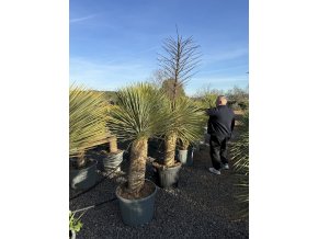 Yucca Rostrata. Výška rostliny 130 cm.