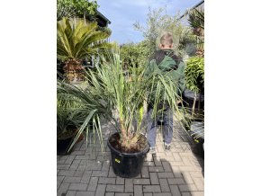 Butia capitata 150 cm