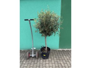 Olea europea - Olivovník 160 cm