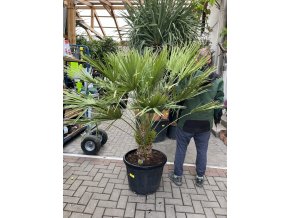 Chamaerops humilis, Žumara 170 cm