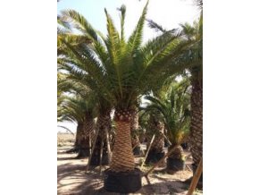 Phoenix canariensis,Datlová palma, Datlovník, původ palmy Španělsko. 500 cm