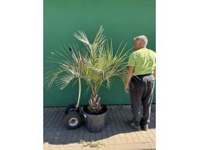 Butia capitata 150 cm