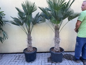 Trachycarpus wagnerianus, výška 160 cm, kmen 50 cm