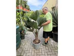 Trachycarpus wagnerianus, výška 140 cm, kmen 35 cm