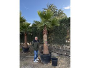 Washingtonia robusta 350 cm