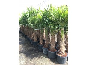 Trachycarpus fortunei, Konopná palma, 170-190 cm, JEDNOTNÁ CENA PRONÁJMU NA 1-7 DNÍ.